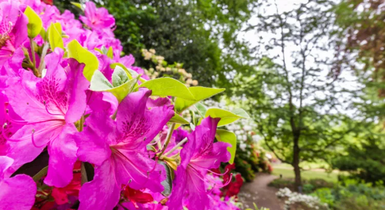 The Masters flowers