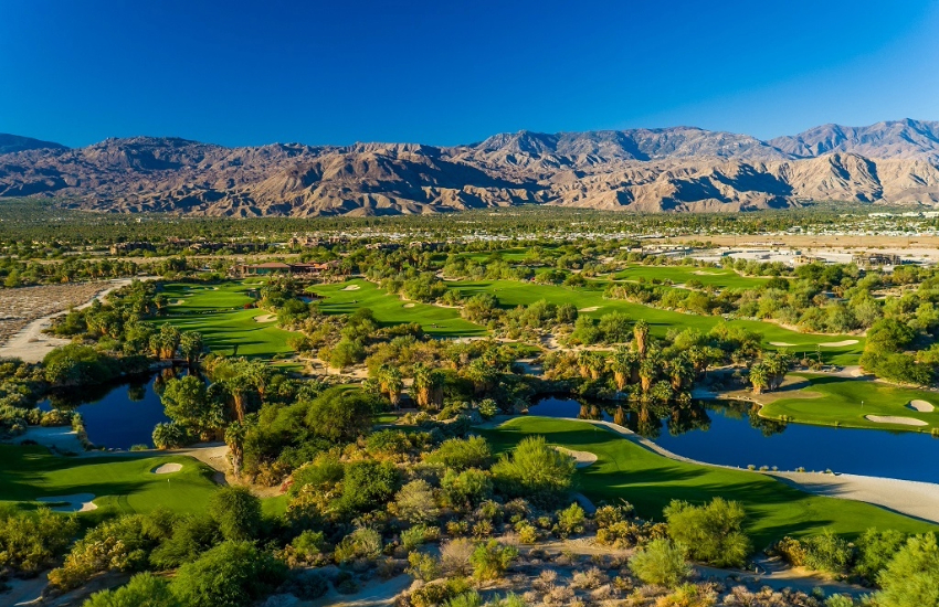 Desert Willow